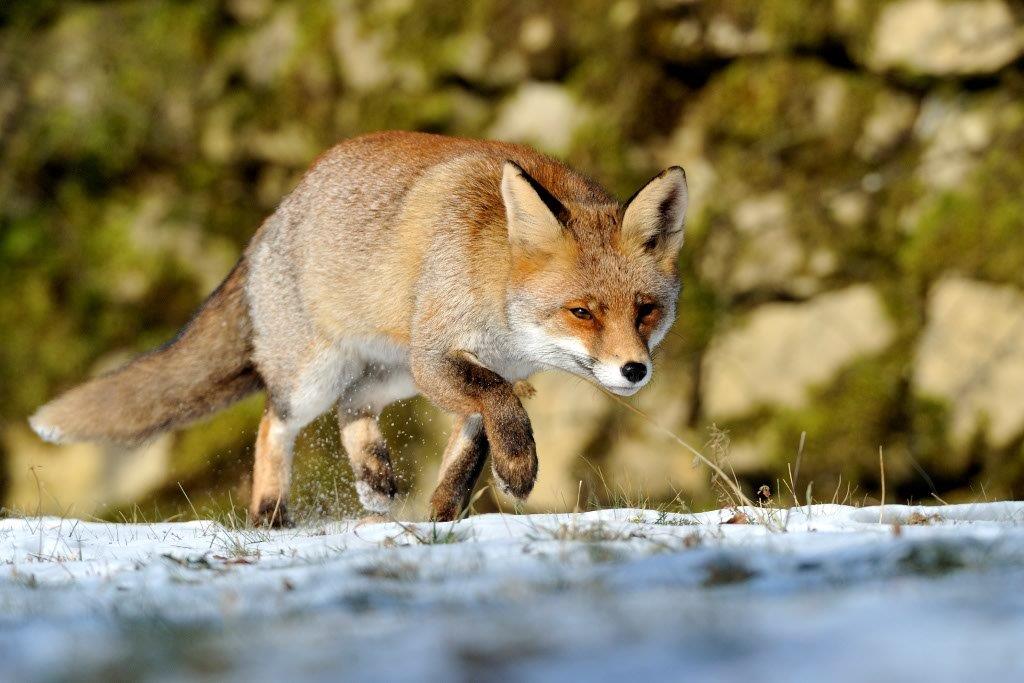 Schnrender Fuchs im Winter.